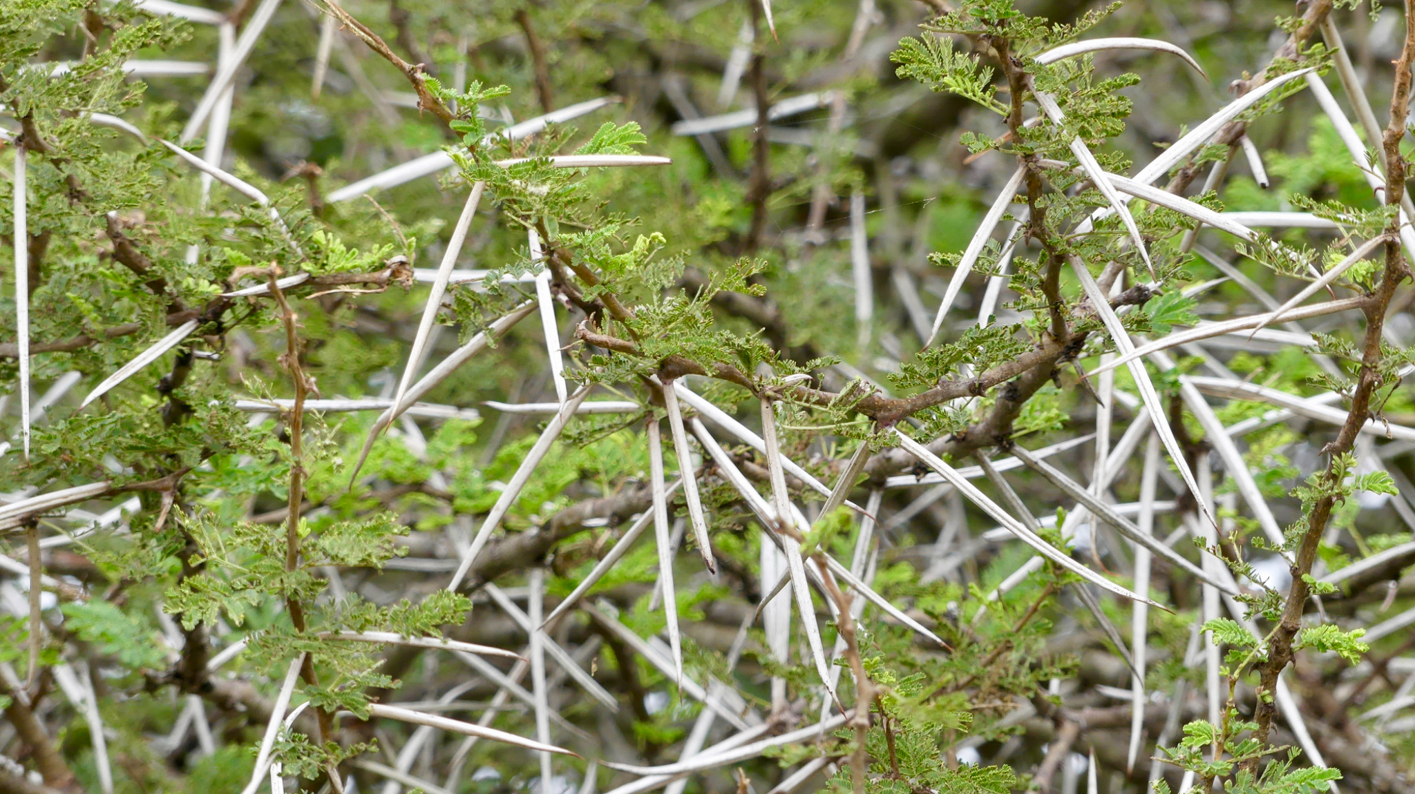 Fever Tree Thorns